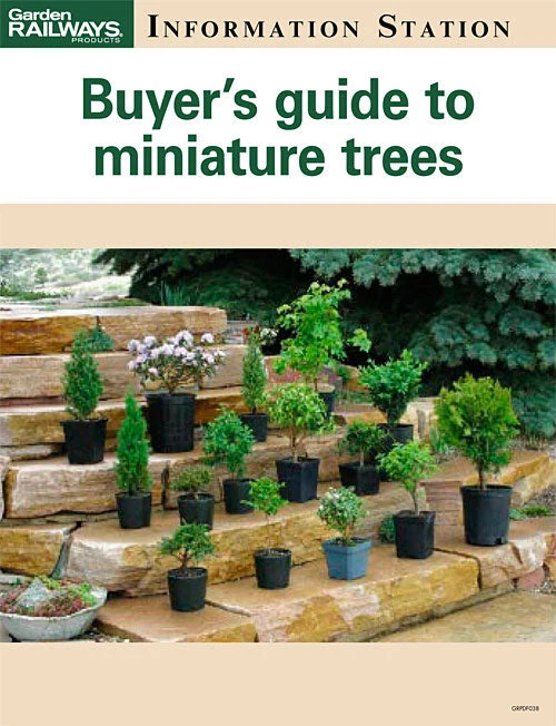 Buyer's guide to miniature trees 1 Buyer's guide to miniature trees