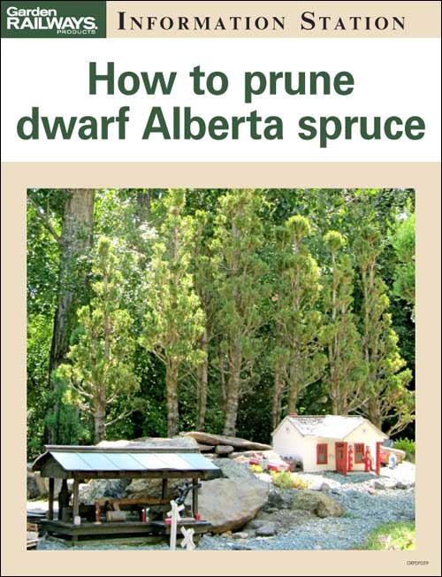How to prune dwarf Alberta spruce 2 How to prune dwarf Alberta spruce
